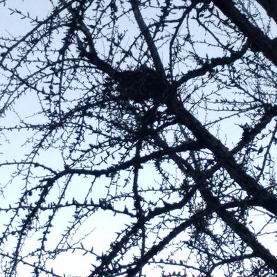 EmptyNest