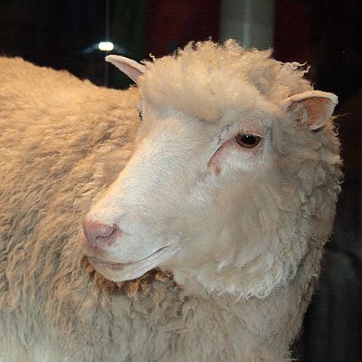 Dolly