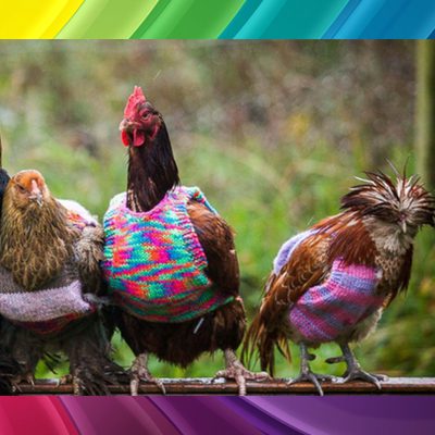 Chickens