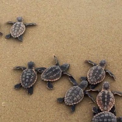 Sea Turtles Laying Their Eggs